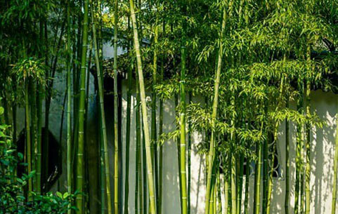 心(xin)若(ruo)昰(shi)道場 無(wu)處(chu)不(bu)寧(ning)靜